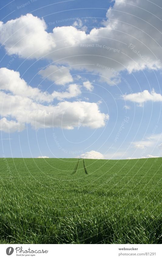 Juicy green Thuringia Summer Meadow Clouds Grass Green Sky juicy green traces Lanes & trails Tracks path grassland