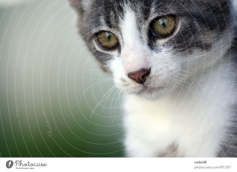 glances of a cat Cat Animal Gray Pelt Motionless blurred background pussy Domestic cat Looking Eyes