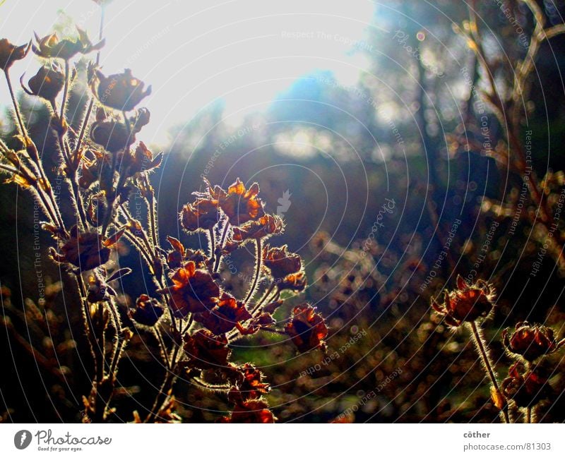 winter sun Winter Meadow January Autumnal landscape Blossom Garden Park Sun Limp