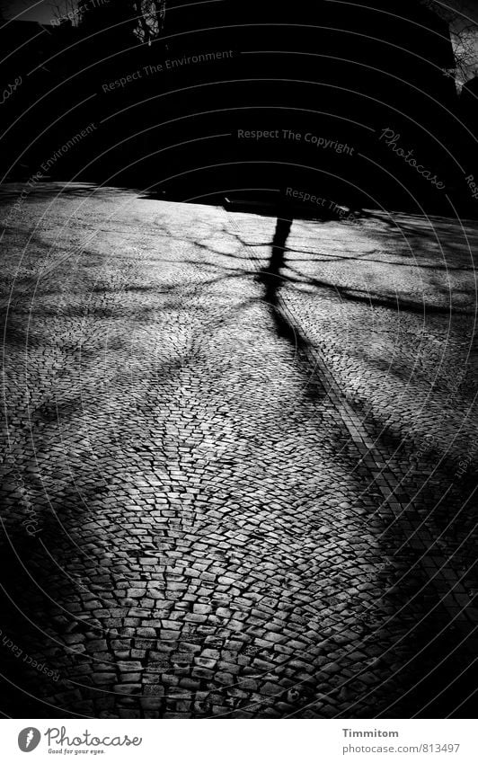 600. Or so. Tree Heidelberg Deserted Paving stone Places Line Stone Esthetic Threat Dark Simple Gray Black Emotions Shadow Black & white photo Exterior shot