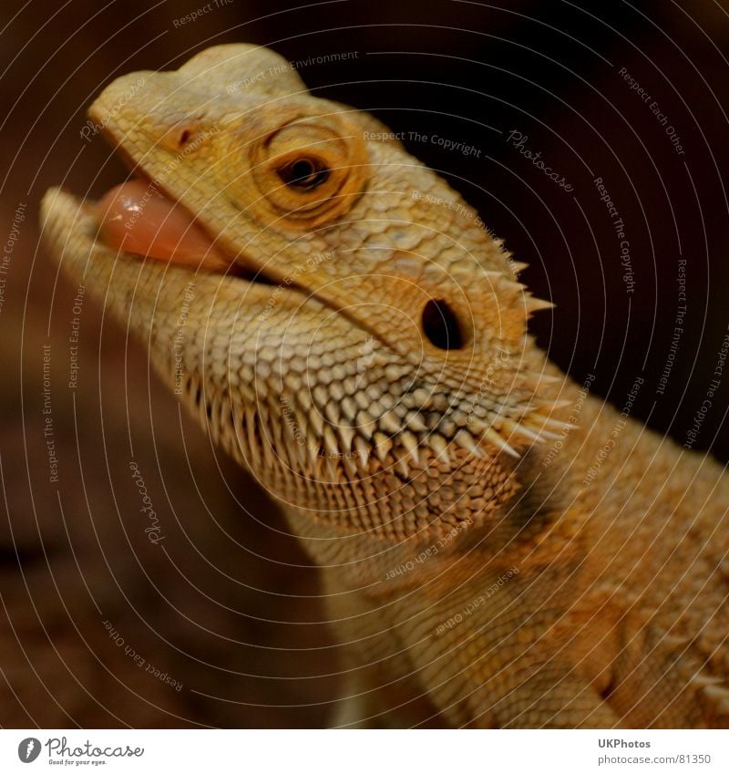 lizard mink Saurians Animal Thorny Funny Zoo Terrarium Snapshot Provocative Brash Spirited Easygoing Joy Macro (Extreme close-up) Close-up tonguing Tongue Eyes