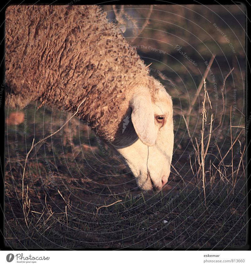 sheep Sun Nature Sunlight Grass Meadow Animal Farm animal Animal face Pelt Sheep 1 To feed Authentic Friendliness Near Natural Cute Brown Idyll Calm Square