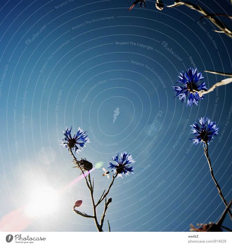 Centaurea cyanus Environment Nature Landscape Plant Air Cloudless sky Climate Beautiful weather Flower Blossom Wild plant Cornflower Movement Blossoming