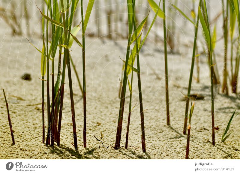 beach Nature Plant Sand Coast Beach Baltic Sea Growth Natural Wild Green Moody Environment marram grass Common Reed Grass Colour photo Exterior shot Deserted