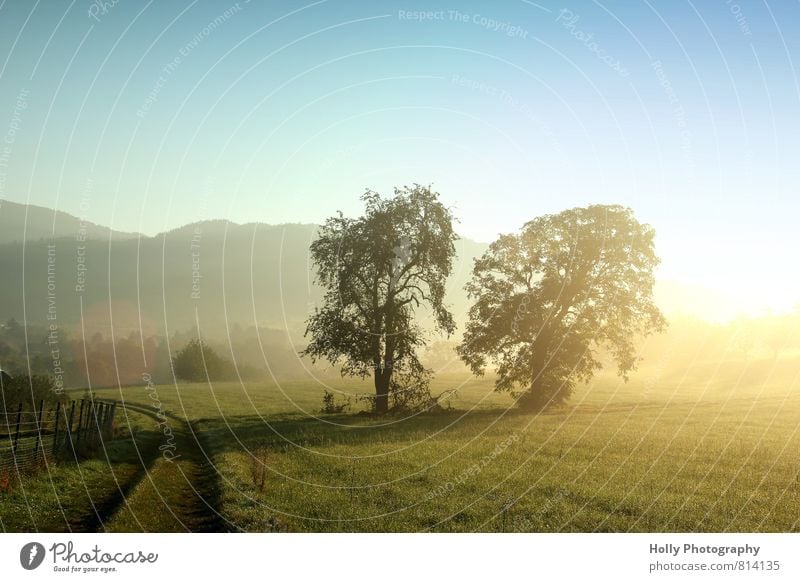 morning fog Environment Nature Landscape Plant Elements Earth Air Sky Sun Sunlight Spring Weather Fog Tree Grass Bushes Meadow Field Deserted Lanes & trails