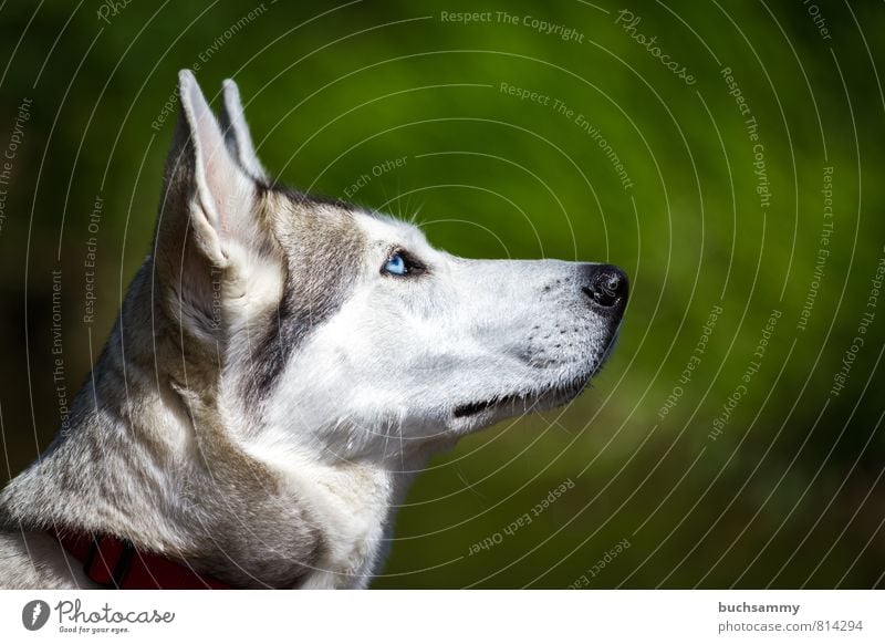 Husky Portrait Playing Animal Pet Dog 1 Toys Blue Yellow Gray Green Red White Flexible eyes Neckband Living thing portrait Purebred dog Sled dog Copy Space