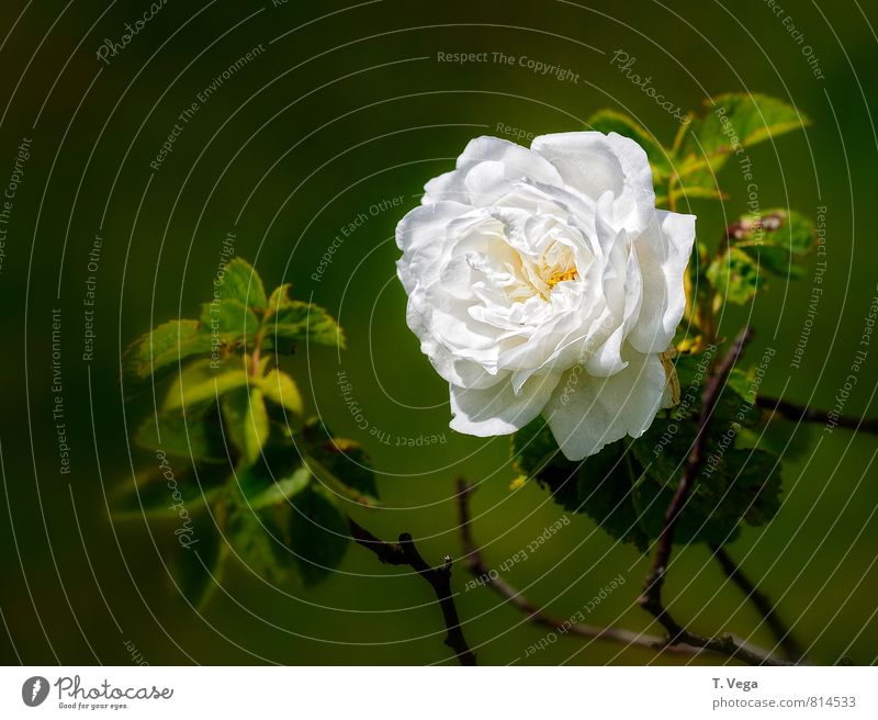 White Rose Beautiful Harmonious Well-being Fragrance Garden Flirt Valentine's Day Nature Plant Summer Flower Blossom Love Faded Esthetic Elegant Natural Green