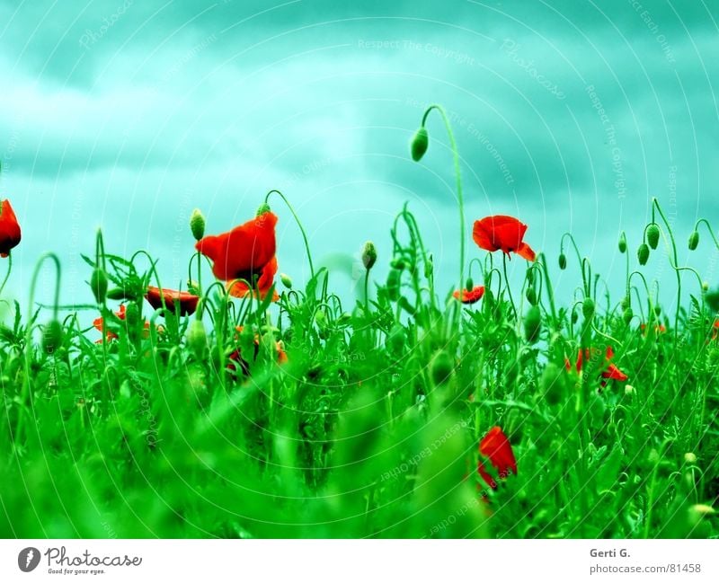 popular Bursting Green undertone Poppy Grass Summer Fresh Red Sky blue Clouds Smear Fragrant Weigh Hill Whim Closed Flower meadow Blossoming poppy seed halt