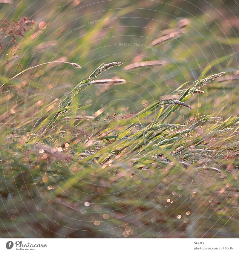 gentle summer wind bends the grasses in warm afternoon light Wind Grass blades of grass Grass tips Meadow light wind summer breeze soft wind Warm light