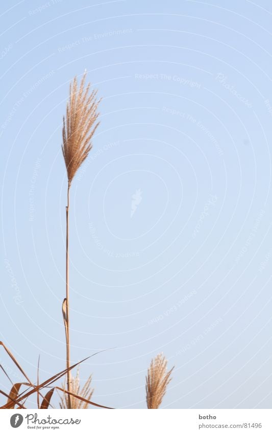 reed Lake Common Reed Marsh Sky blue Pond Straw Vane swimming ponds Wind Blue Dried