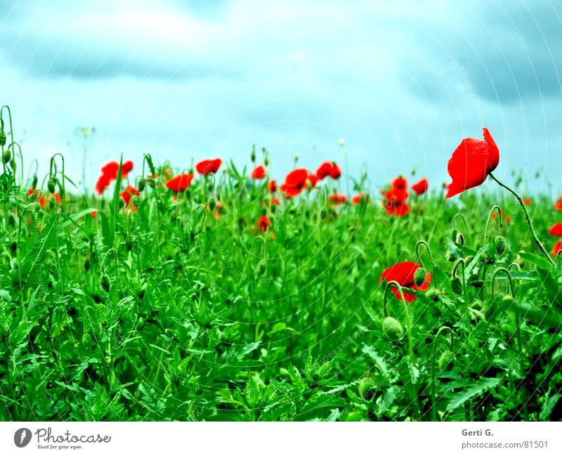 Did you mean "grunt"? Bursting Poppy Grass Green Summer Fresh Red Sky blue Clouds Smear Fragrant Weigh Hill Whim Closed Flower meadow Blossoming Blue Wind Lawn