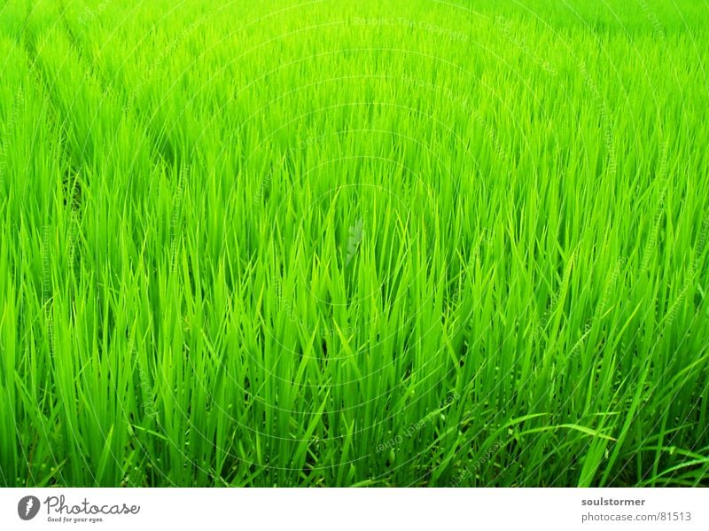 Green green green Paddy field Field Plant Japan Asia China Nutrition Blade of grass Straw Vacation & Travel Food Green space Rice Botany Part of the plant Park