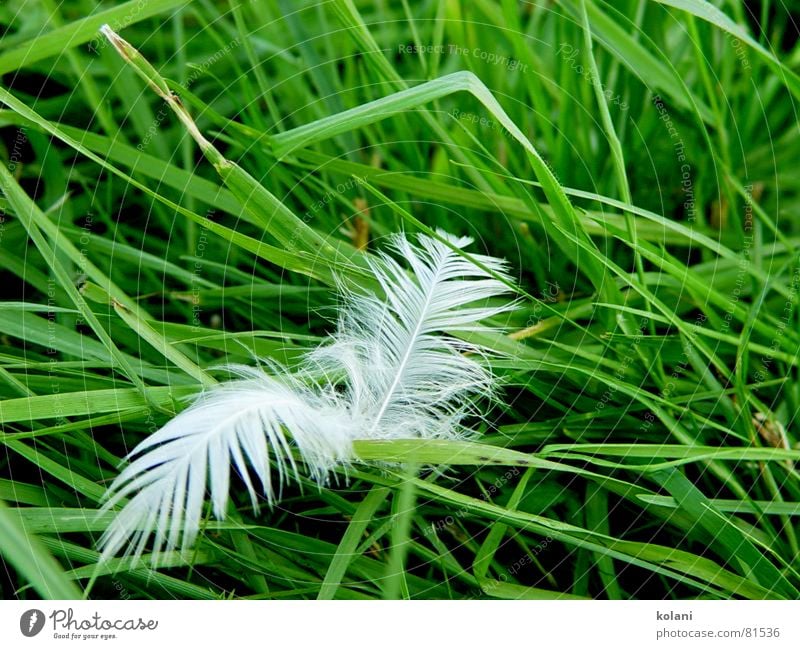 End of a pillow fight Grass Green Blade of grass Downy feather Calm Goose Meadow Soft Poultry Bird Quilt Colour Feather Peaceful Wind Lawn eiderdown quilt