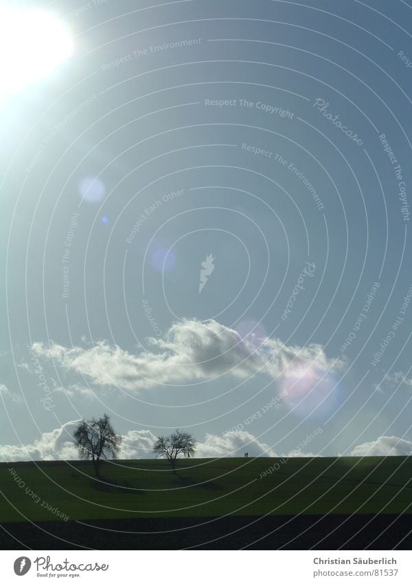 Sunny times Tree Meadow Field Sunday Sky To go for a walk