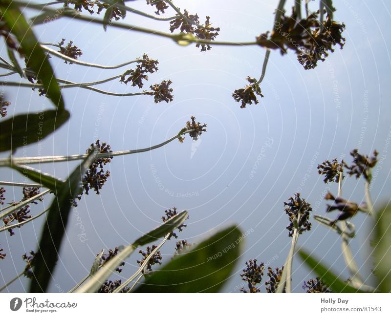 High up 2 Flower Green Tall Worm's-eye view Blossom Grass Summer June Sky Blue Blue sky