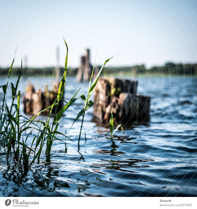 green Environment Water River bank Blue Brown Green Common Reed Break water Bank reinforcement Colour photo Exterior shot Deserted Copy Space top