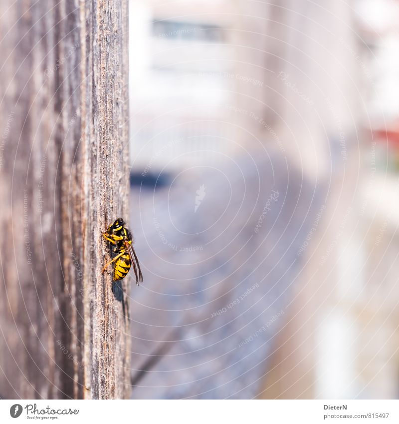 rest Animal Wild animal 1 Yellow Black Wasps Detail Colour photo Exterior shot Macro (Extreme close-up) Deserted Copy Space left Copy Space right Copy Space top