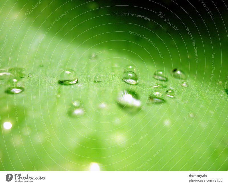 Pearl leaf 2 Leaf Green Near Beautiful Macro (Extreme close-up) Close-up Water Nature