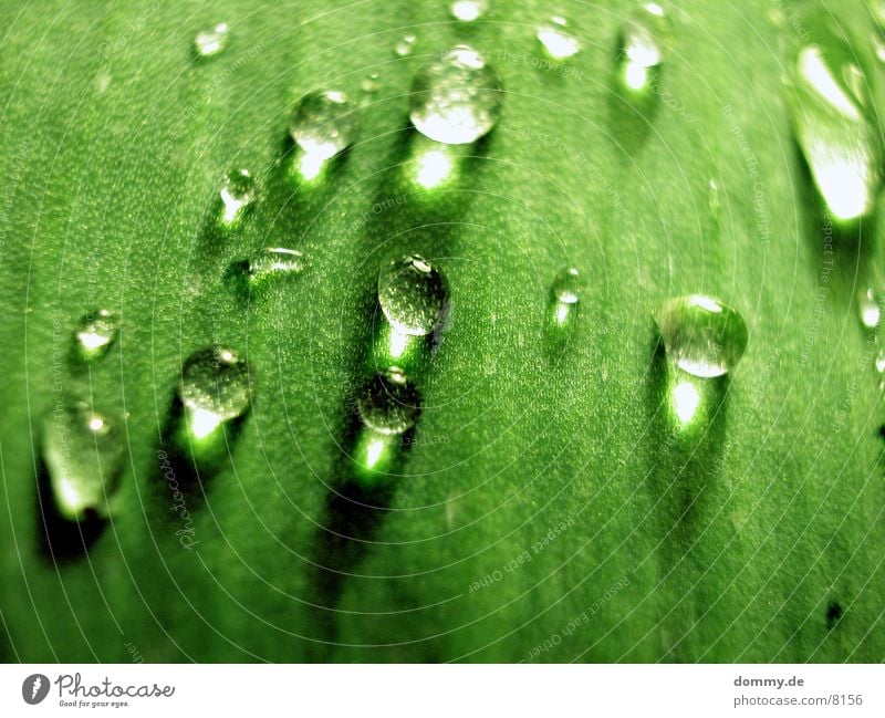 Pearl leaf 3 Leaf Green Near Beautiful Macro (Extreme close-up) Close-up Water Nature