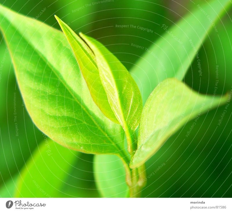 regrowth Leaf Moody Light Summer Plant Spring Green Part of the plant Botany Shoot Plantlet Calm offshoot