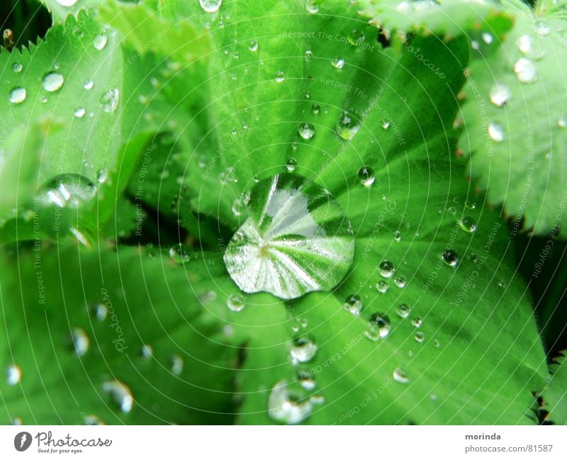 dew drops Green Plant Leaf Park Light Summer Spring Rain Wet Round Reflection Dew Fresh Water Drops of water Nature Clarity Macro (Extreme close-up)