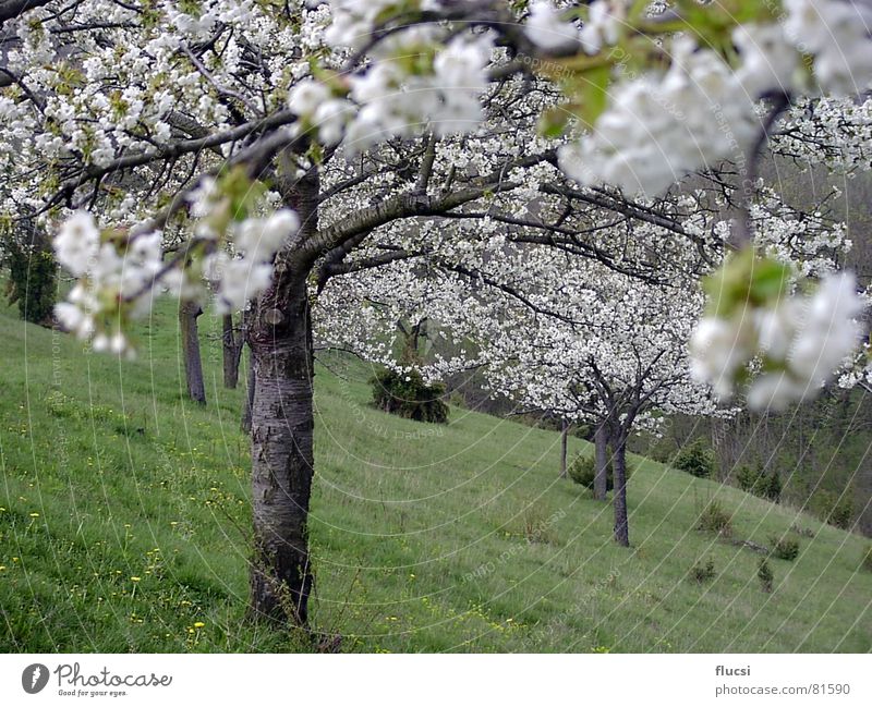 cherry blossom Spring Green Cherry Tree Nature Blossoming