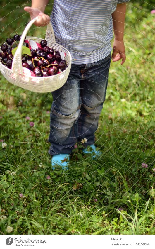 small basket Food Fruit Nutrition Picnic Organic produce Bowl Healthy Eating Garden Human being Toddler 1 1 - 3 years 3 - 8 years Child Infancy Summer Meadow