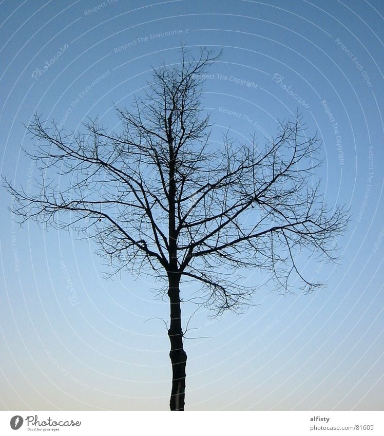 Leafless Branchage Tree Autumn Tree trunk Tree structure Winter Sky Blue