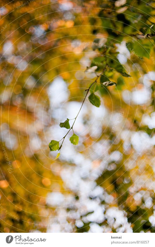 yellowish-green Environment Nature Plant Tree Leaf Foliage plant Hang Growth Fresh Yellow Green Spring Blur Colour photo Exterior shot Deserted Day