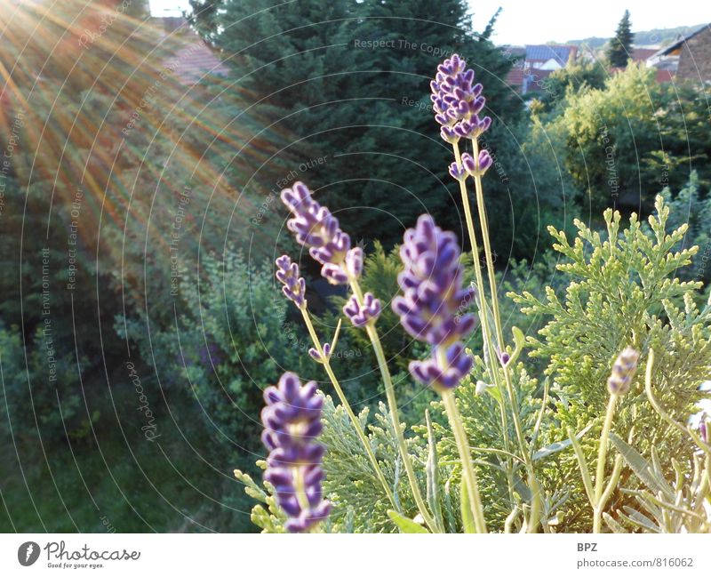 Lavender in the evening light Nature Plant Sun Sunlight Summer Beautiful weather Flower Blossom Pot plant Garden Fragrance Natural Multicoloured Green Violet