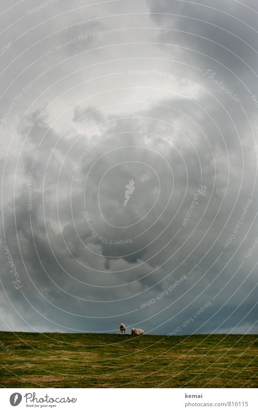 Sheep. Satisfied with yourself. Environment Nature Landscape Sky Clouds Storm clouds Summer Climate change Bad weather Grass Meadow Hill Dike Fohr Animal