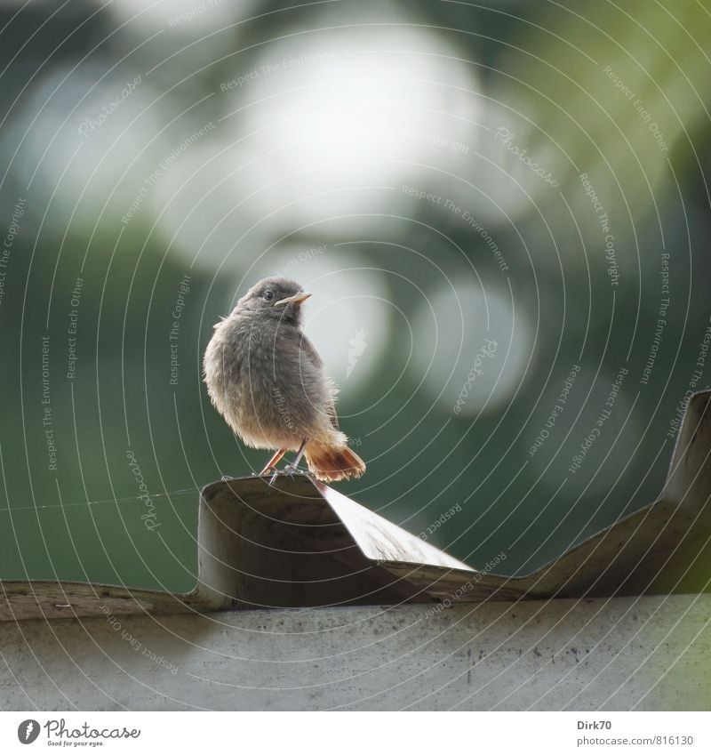 House Redstart Teenie Animal Summer Beautiful weather Tree Garden Roof Wild animal Bird Songbirds Black redstart 1 Baby animal Corrugated sheet iron Stone