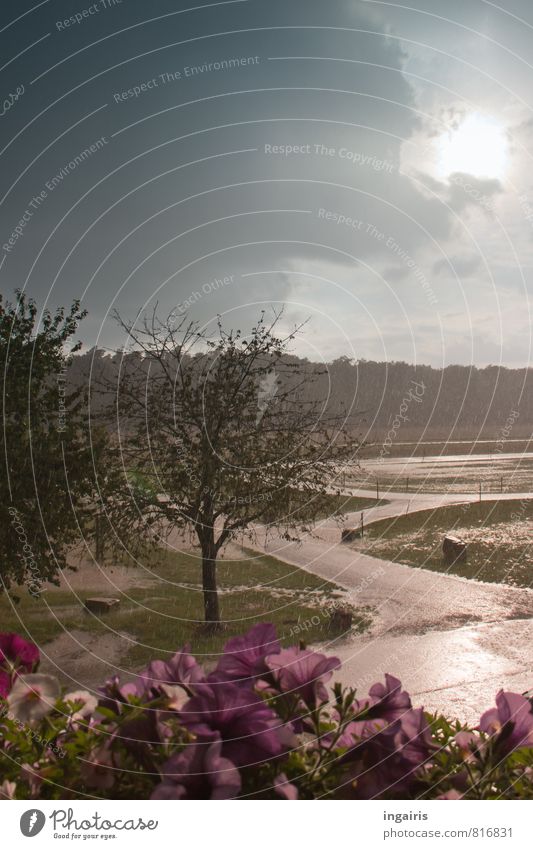 downpour Nature Landscape Animal Water Drops of water Sky Storm clouds Sun Sunlight Summer Climate Weather Bad weather Rain Thunder and lightning Tree Flower