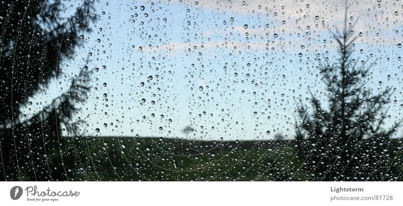 melancholy Window Grief Meadow Tree Fir tree Rain Depth of field Thundery shower Concern Bad mood Grass Droop Distress 85mm 1.8 Sadness Sky Drops of water Glass