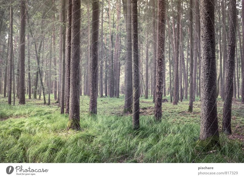 arboreal land Nature Landscape Tree Forest Natural Beautiful Green Environmental protection Colour photo Exterior shot Day Deep depth of field