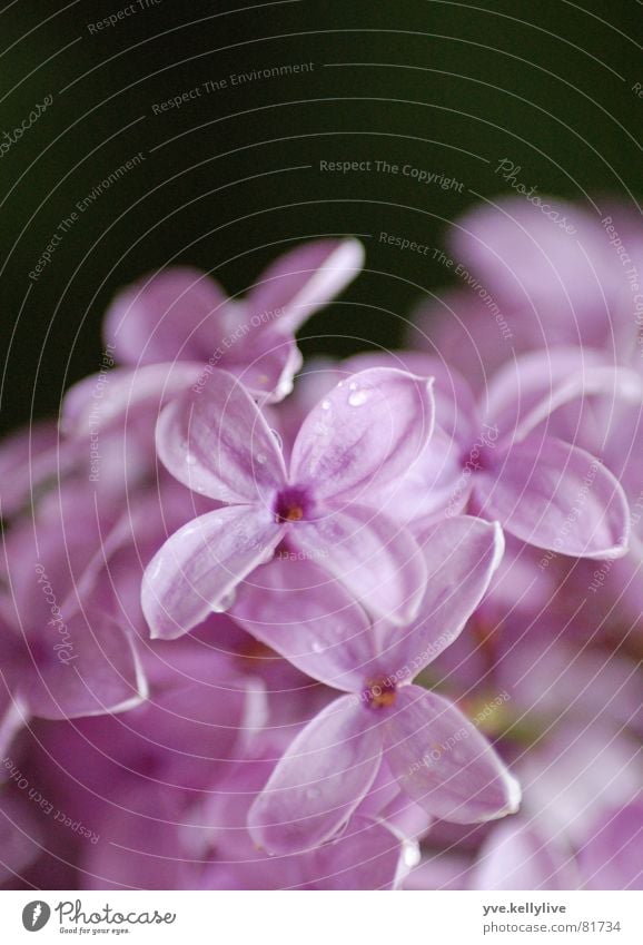 lilac Lilac Violet Near Blossom Black Close-up Macro (Extreme close-up) lilac blossom light violet