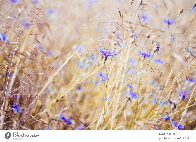 meadow flowers Nature Landscape Plant Summer Beautiful weather Flower Field Warmth Cornflower Meadow flower Grain field Cornfield Blue Yellow Gold Colour photo