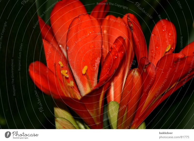 Flowering freshness Happiness Fresh Life Red Multicoloured Dark Large Foreground Background picture Blossom Black Grief Really Dark background Exterior shot