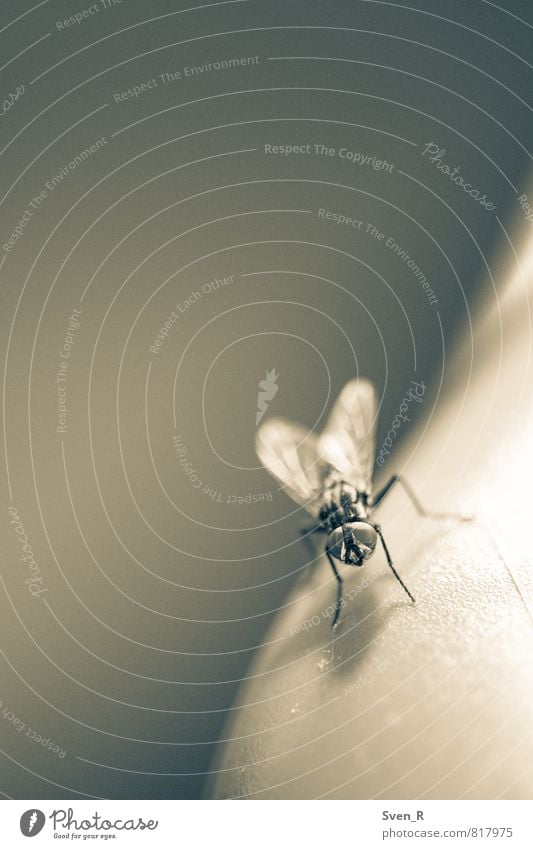 The fly Animal Animal face Wing Fly 1 Calm Boredom Black & white photo Macro (Extreme close-up) Copy Space left Copy Space top Neutral Background