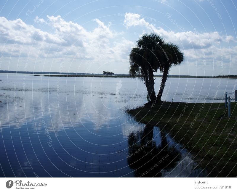 Florida Everglades NP Orlando Palm tree USA Water Landscape Nature Earth Evening