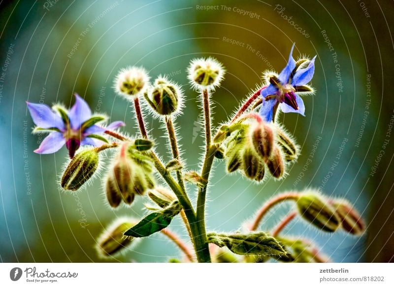 Borago officinalis Flower Blossom Relaxation Garden Garden plot Summer Borage Dill Herbs Curcuma Herbs and spices Medicinal plant rough leaf Plant Leaf