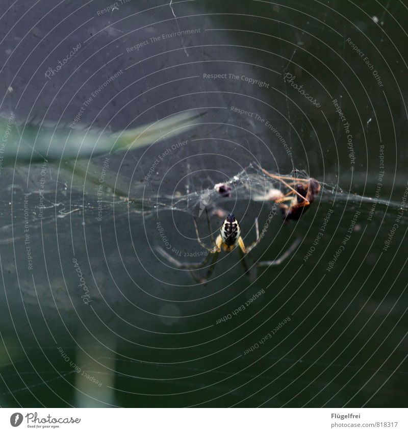 tilt Spider 2 Animal Catch Spider's web Captured Fly Insect Legs To feed Forest Dark Threat food chain Colour photo Subdued colour Macro (Extreme close-up)