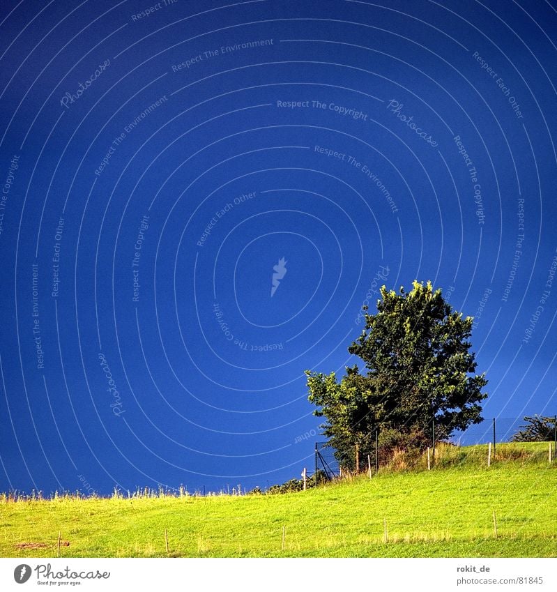 My friend the tree III Tree Bushes Meadow Loneliness Small Fence Green Allgäu Grass Brilliant Slope Tree trunk Edge Mountain range Hedge Green space Border Blue