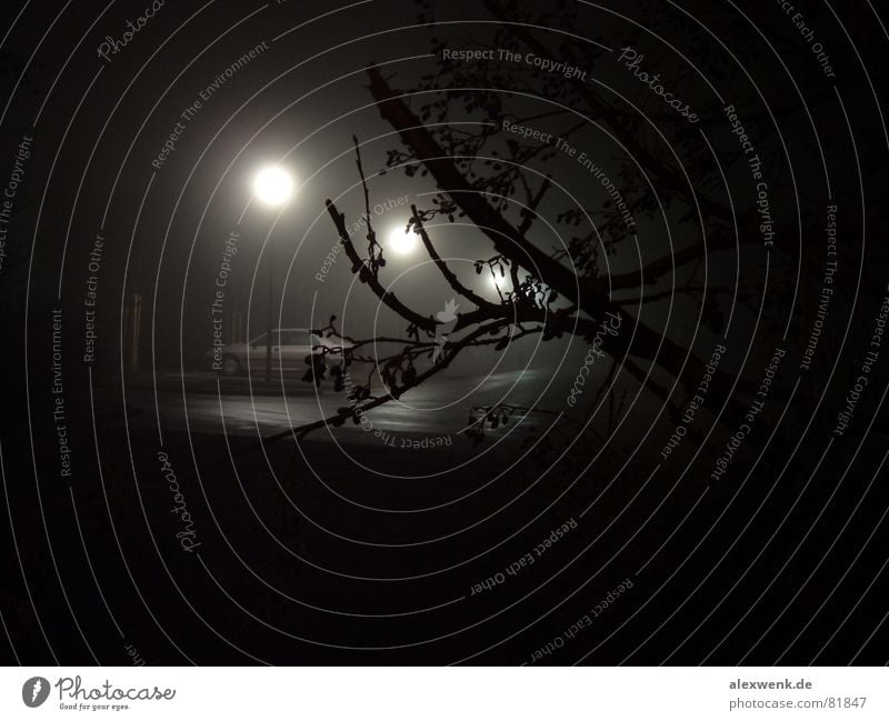 3 moons Tree Night Fog Dark Black Lantern Parking lot Eerie Wet Cold Harmonious Calm Sleep Traffic lane Car Exceptional Fresh Callousness Approach road Spooky