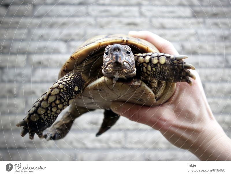 Oskar - stone old Deserted Wall (barrier) Wall (building) Facade Pet Animal face Turtle griscian tortoise Tortoise 1 To hold on Looking Old Authentic