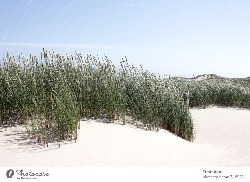 hairy on top. Vacation & Travel Environment Nature Plant Sky Beautiful weather Beach dune Denmark Sand Esthetic Natural Blue Green Emotions