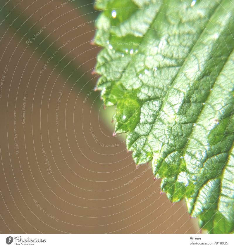 refreshing green Plant Drops of water Summer Leaf Raspberry leaf Line Net Network Mesh grid Rachis Fresh Wet Natural Brown Green Colour photo Exterior shot