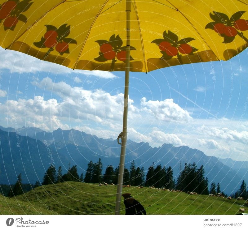 Bluna and the sky Lemonade Hiking Meadow Cow Forest Tree Clouds Green Yellow Grass Alpine pasture Mountaineering Mountain range Coniferous trees