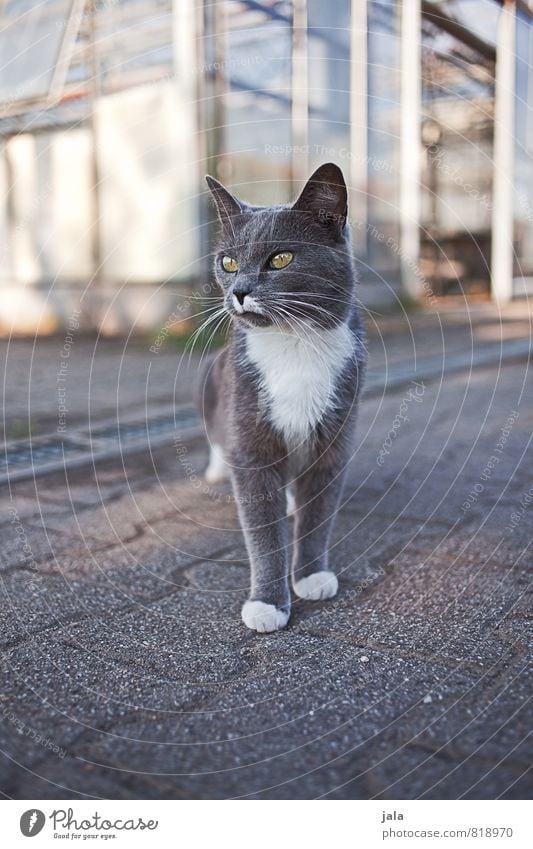 heartbreaker House (Residential Structure) Manmade structures Building Cobblestones Animal Pet Cat 1 Esthetic Beautiful Soft Colour photo Exterior shot Deserted