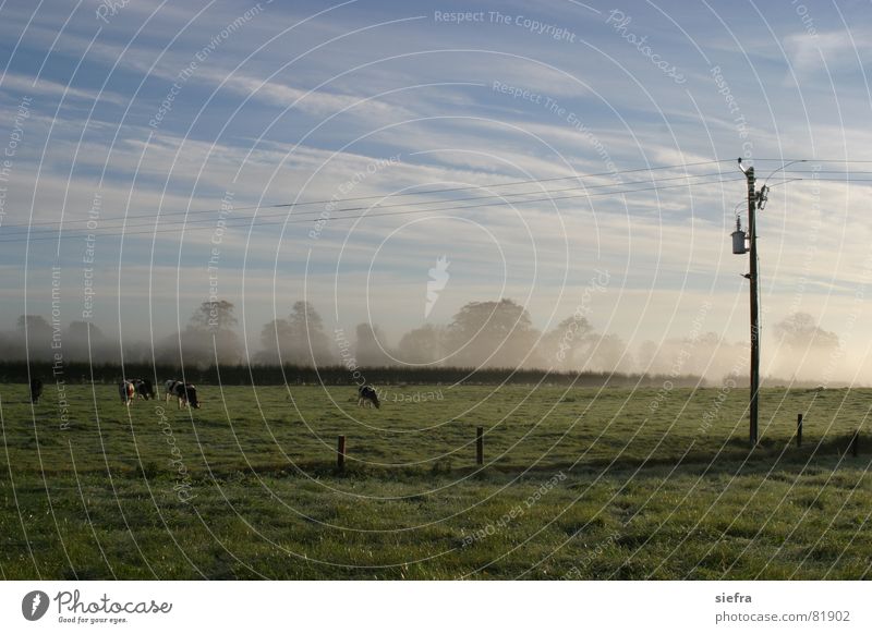 autumn fog Autumn Fog Cattle Cow To feed Pasture Meadow Electricity pylon Sunrise Friendliness Clouds Relaxation Exterior shot Grass Shroud of fog Vail Green